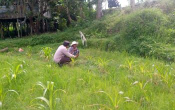 LOMBOK BARAT, NTB – Dalam upaya mewujudkan ketahanan pangan yang kuat di tingkat desa, Bhabinkamtibmas Desa Jagaraga, Aiptu I Gede Dodit, melaksanakan kunjungan silaturahmi ke Dusun Dasan Geres Pande, Kecamatan Kuripan, Lombok Barat. Kunjungan pada Minggu, 21 September 2025 ini bertujuan untuk mensosialisasikan pentingnya program ketahanan pangan kepada warga binaan, khususnya Bapak Nasri, dengan fokus pada pemanfaatan lahan produktif. Kegiatan yang dimulai pukul 11.00 WITA ini disambut baik oleh Bapak Nasri dan warga setempat. Aiptu Gede Dodit berinteraksi langsung dan memberikan edukasi tentang cara-cara efektif mengoptimalkan lahan yang mereka miliki, baik pekarangan rumah maupun lahan kosong, untuk ditanami tanaman pangan, beternak, atau budidaya perikanan. Inisiatif ini merupakan bagian dari komitmen Polri dalam mendukung program pemerintah untuk memperkuat fondasi ekonomi masyarakat, khususnya di sektor pertanian. Mendorong Produktivitas Lahan Melalui Tanaman Jagung Dalam kunjungannya, Aiptu Gede Dodit secara spesifik mengajak Bapak Nasri untuk menanam jagung di lahannya yang berlokasi di RT. 01 Dusun Dasan Geres Pande. Jagung dipilih karena merupakan salah satu komoditas pangan pokok yang memiliki nilai ekonomis tinggi dan relatif mudah dibudidayakan. Aiptu Gede Dodit menekankan bahwa pemanfaatan lahan untuk menanam jagung tidak hanya akan memenuhi kebutuhan pangan keluarga, tetapi juga dapat meningkatkan pendapatan jika hasilnya melimpah. “Kami datang ke sini untuk mengajak Bapak Nasri dan warga lainnya agar tidak menyia-nyiakan lahan yang ada. Dengan menanam jagung, misalnya, kita bisa berkontribusi langsung pada ketahanan pangan keluarga dan bahkan desa,” ujar Aiptu I Gede Dodit. Ia menambahkan bahwa upaya ini sejalan dengan program pemerintah pusat dalam menghadapi tantangan pangan global. Warga Antusias Dukung Program Ketahanan Pangan Respons positif datang dari warga binaan, Bapak Nasri, yang menyatakan kesiapannya untuk mendukung program ini. Menurutnya, inisiatif dari Bhabinkamtibmas ini sangat membantu masyarakat dalam melihat potensi lahan yang selama ini mungkin belum tergarap optimal. “Saya sangat berterima kasih atas kunjungan Bapak Bhabinkamtibmas. Kami siap mendukung program ini. Selama ini lahan memang ada, tapi kami belum tahu harus mulai dari mana. Dengan arahan ini, kami jadi lebih termotivasi,” ungkap Bapak Nasri. Ia berharap, kegiatan serupa dapat terus dilakukan untuk memberikan pendampingan dan motivasi kepada petani lainnya. Polisi Hadir untuk Masyarakat Kapolsek Kuripan, Ipda I Wayan Eka Ariyana, S.H., menjelaskan bahwa kegiatan yang dilakukan oleh Bhabinkamtibmas Aiptu I Gede Dodit merupakan wujud nyata dari peran Polri sebagai pengayom, pelindung, dan pelayan masyarakat. Ia menegaskan bahwa tugas polisi tidak hanya terbatas pada penegakan hukum, tetapi juga mencakup pembinaan masyarakat di berbagai sektor. “Kunjungan Bhabinkamtibmas ke warga binaan adalah salah satu cara kami menjalin komunikasi dan silaturahmi yang erat. Kami ingin memastikan masyarakat merasa dekat dengan kami dan tahu bahwa kami selalu siap membantu, termasuk dalam hal peningkatan kesejahteraan melalui program ketahanan pangan,” kata Ipda I Wayan Eka Ariyana. Menguatkan Fondasi Ekonomi Desa Hasil dari kegiatan ini tidak hanya terwujud dalam bentuk kesepakatan dan dukungan, tetapi juga dalam terjalinnya hubungan silaturahmi dan komunikasi yang lebih baik antara pihak kepolisian dan masyarakat. Melalui pendekatan humanis ini, program pemerintah terkait ketahanan pangan dapat tersampaikan dengan lebih efektif dan diterima dengan tangan terbuka oleh warga. Upaya kolaboratif antara aparat dan masyarakat menjadi kunci utama dalam membangun desa yang mandiri dan memiliki ketahanan ekonomi yang kuat. Dengan semakin banyaknya lahan produktif yang dimanfaatkan, diharapkan kesejahteraan petani di Lombok Barat akan meningkat, dan pasokan pangan lokal akan lebih terjamin.