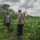 Polri Aktif Kawal Pertanian Jagung di Desa Kuranji Dalang, Labuapi Lombok Barat
