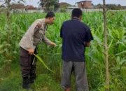 Lombok Barat, NTB – Komitmen Kepolisian Negara Republik Indonesia (Polri) dalam mendukung program ketahanan pangan nasional terus diwujudkan hingga ke tingkat desa. Di wilayah hukum Polres Lombok Barat, upaya nyata ini ditunjukkan melalui peran aktif Bhabinkamtibmas yang intensif mendampingi para petani. Salah satunya adalah kegiatan sambang yang dilakukan oleh Bhabinkamtibmas Desa Gelogor, Aipda Ahyar Haryanto, di Dusun Gelogor Selatan pada hari Rabu, 8 Oktober 2025. Sejak pukul 09.25 Wita, Aipda Ahyar Haryanto telah berada di tengah-tengah warga dan lahan pertanian, khususnya tanaman jagung, yang menjadi komoditas unggulan di daerah tersebut. Kegiatan ini tidak hanya sebatas kunjungan rutin, melainkan merupakan perwujudan sinergi antara aparat keamanan dengan masyarakat dalam menjamin ketersediaan pangan di tingkat lokal. Motivasi dan Pendampingan Langsung di Lahan Pertanian Dalam kunjungannya, Aipda Ahyar Haryanto berinteraksi langsung dengan para petani, melihat dari dekat kondisi tanaman jagung mereka, serta mendengarkan aspirasi dan kendala yang dihadapi. Kehadiran Bhabinkamtibmas di tengah areal persawahan ini memiliki nilai strategis ganda, yaitu menjaga keamanan dan ketertiban masyarakat (Kamtibmas) sekaligus memberikan motivasi dan dukungan moril dalam meningkatkan hasil panen. Petani di Dusun Gelogor Selatan menyambut baik kehadiran Aipda Ahyar Haryanto. Mereka merasa diperhatikan dan mendapatkan suntikan semangat untuk lebih giat dalam mengelola lahan. Tanaman jagung yang menjadi fokus sambang kali ini diharapkan dapat berkontribusi signifikan terhadap pasokan pangan, baik untuk kebutuhan lokal maupun nasional. Polri Dorong Peningkatan Semangat Bertani Warga Peran Bhabinkamtibmas dalam program ketahanan pangan merupakan bagian integral dari tugas tambahan Polri. Mereka berfungsi sebagai jembatan komunikasi yang efektif antara program-program pemerintah di sektor pertanian dengan implementasinya di masyarakat petani. Hal ini sejalan dengan arahan pimpinan Polri untuk menjadikan personel di lapangan sebagai motor penggerak pembangunan dan kesejahteraan masyarakat. Kepala Bagian Sumber Daya Manusia (Kabag SDM) Polres Lombok Barat, AKP Taufik Hidayat, S.H., menegaskan bahwa dukungan terhadap sektor pertanian adalah prioritas. Beliau menyoroti pentingnya peran Bhabinkamtibmas sebagai ujung tombak dalam mencapai sasaran ketahanan pangan. “Kami dari Polres Lombok Barat sangat serius mendukung program pemerintah di bidang ketahanan pangan. Kehadiran Bhabinkamtibmas seperti Aipda Ahyar Haryanto di Desa Gelogor adalah bukti nyata komitmen kami,” ujar AKP Taufik Hidayat, S.H. Beliau melanjutkan, “Kami berharap para petani di Gelogor, khususnya yang membudidayakan jagung, terus semangat dan konsisten dalam merawat tanamannya. Aipda Ahyar Haryanto bertugas untuk memotivasi mereka agar lebih giat dalam bertani, karena keberhasilan pertanian adalah fondasi utama dari ketahanan pangan daerah kita.” Kontribusi Jagung dalam Mewujudkan Swasembada Pangan Komoditas jagung memiliki peran vital sebagai salah satu penopang utama kebutuhan pangan dan pakan di Indonesia. Peningkatan produksi jagung di daerah seperti Gelogor, Lombok Barat, secara langsung akan memperkuat swasembada pangan nasional dan stabilitas harga komoditas. Melalui kegiatan sambang ini, Bhabinkamtibmas juga menyampaikan pesan-pesan yang bersifat edukatif. Selain memberikan dorongan, mereka turut mengingatkan petani mengenai pentingnya pola tanam yang efisien, penggunaan bibit unggul, serta upaya pencegahan gangguan keamanan di lahan pertanian. Kolaborasi dengan instansi terkait, seperti Penyuluh Pertanian Lapangan (PPL), akan terus diperkuat untuk memberikan bimbingan teknis yang optimal kepada warga. Dengan sinergi yang kuat antara Polri, khususnya Bhabinkamtibmas, dan seluruh elemen masyarakat petani, diharapkan Desa Gelogor dapat menjadi contoh keberhasilan dalam mewujudkan masyarakat yang mandiri secara pangan, sehat, dan sejahtera. Keaktifan Aipda Ahyar Haryanto dalam mendampingi petani menjadi cerminan bahwa aparat keamanan tidak hanya bertugas menjaga keamanan, tetapi juga menjadi mitra strategis dalam upaya meningkatkan kesejahteraan dan ketahanan pangan bangsa.