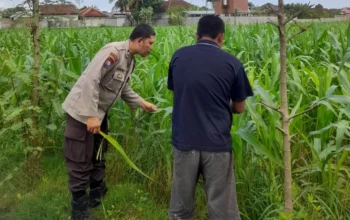 Lombok Barat, NTB – Komitmen Kepolisian Negara Republik Indonesia (Polri) dalam mendukung program ketahanan pangan nasional terus diwujudkan hingga ke tingkat desa. Di wilayah hukum Polres Lombok Barat, upaya nyata ini ditunjukkan melalui peran aktif Bhabinkamtibmas yang intensif mendampingi para petani. Salah satunya adalah kegiatan sambang yang dilakukan oleh Bhabinkamtibmas Desa Gelogor, Aipda Ahyar Haryanto, di Dusun Gelogor Selatan pada hari Rabu, 8 Oktober 2025. Sejak pukul 09.25 Wita, Aipda Ahyar Haryanto telah berada di tengah-tengah warga dan lahan pertanian, khususnya tanaman jagung, yang menjadi komoditas unggulan di daerah tersebut. Kegiatan ini tidak hanya sebatas kunjungan rutin, melainkan merupakan perwujudan sinergi antara aparat keamanan dengan masyarakat dalam menjamin ketersediaan pangan di tingkat lokal. Motivasi dan Pendampingan Langsung di Lahan Pertanian Dalam kunjungannya, Aipda Ahyar Haryanto berinteraksi langsung dengan para petani, melihat dari dekat kondisi tanaman jagung mereka, serta mendengarkan aspirasi dan kendala yang dihadapi. Kehadiran Bhabinkamtibmas di tengah areal persawahan ini memiliki nilai strategis ganda, yaitu menjaga keamanan dan ketertiban masyarakat (Kamtibmas) sekaligus memberikan motivasi dan dukungan moril dalam meningkatkan hasil panen. Petani di Dusun Gelogor Selatan menyambut baik kehadiran Aipda Ahyar Haryanto. Mereka merasa diperhatikan dan mendapatkan suntikan semangat untuk lebih giat dalam mengelola lahan. Tanaman jagung yang menjadi fokus sambang kali ini diharapkan dapat berkontribusi signifikan terhadap pasokan pangan, baik untuk kebutuhan lokal maupun nasional. Polri Dorong Peningkatan Semangat Bertani Warga Peran Bhabinkamtibmas dalam program ketahanan pangan merupakan bagian integral dari tugas tambahan Polri. Mereka berfungsi sebagai jembatan komunikasi yang efektif antara program-program pemerintah di sektor pertanian dengan implementasinya di masyarakat petani. Hal ini sejalan dengan arahan pimpinan Polri untuk menjadikan personel di lapangan sebagai motor penggerak pembangunan dan kesejahteraan masyarakat. Kepala Bagian Sumber Daya Manusia (Kabag SDM) Polres Lombok Barat, AKP Taufik Hidayat, S.H., menegaskan bahwa dukungan terhadap sektor pertanian adalah prioritas. Beliau menyoroti pentingnya peran Bhabinkamtibmas sebagai ujung tombak dalam mencapai sasaran ketahanan pangan. “Kami dari Polres Lombok Barat sangat serius mendukung program pemerintah di bidang ketahanan pangan. Kehadiran Bhabinkamtibmas seperti Aipda Ahyar Haryanto di Desa Gelogor adalah bukti nyata komitmen kami,” ujar AKP Taufik Hidayat, S.H. Beliau melanjutkan, “Kami berharap para petani di Gelogor, khususnya yang membudidayakan jagung, terus semangat dan konsisten dalam merawat tanamannya. Aipda Ahyar Haryanto bertugas untuk memotivasi mereka agar lebih giat dalam bertani, karena keberhasilan pertanian adalah fondasi utama dari ketahanan pangan daerah kita.” Kontribusi Jagung dalam Mewujudkan Swasembada Pangan Komoditas jagung memiliki peran vital sebagai salah satu penopang utama kebutuhan pangan dan pakan di Indonesia. Peningkatan produksi jagung di daerah seperti Gelogor, Lombok Barat, secara langsung akan memperkuat swasembada pangan nasional dan stabilitas harga komoditas. Melalui kegiatan sambang ini, Bhabinkamtibmas juga menyampaikan pesan-pesan yang bersifat edukatif. Selain memberikan dorongan, mereka turut mengingatkan petani mengenai pentingnya pola tanam yang efisien, penggunaan bibit unggul, serta upaya pencegahan gangguan keamanan di lahan pertanian. Kolaborasi dengan instansi terkait, seperti Penyuluh Pertanian Lapangan (PPL), akan terus diperkuat untuk memberikan bimbingan teknis yang optimal kepada warga. Dengan sinergi yang kuat antara Polri, khususnya Bhabinkamtibmas, dan seluruh elemen masyarakat petani, diharapkan Desa Gelogor dapat menjadi contoh keberhasilan dalam mewujudkan masyarakat yang mandiri secara pangan, sehat, dan sejahtera. Keaktifan Aipda Ahyar Haryanto dalam mendampingi petani menjadi cerminan bahwa aparat keamanan tidak hanya bertugas menjaga keamanan, tetapi juga menjadi mitra strategis dalam upaya meningkatkan kesejahteraan dan ketahanan pangan bangsa.