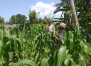 Bhabinkamtibmas Jagaraga Ajak Warga Optimalkan Lahan untuk Pangan Nasional