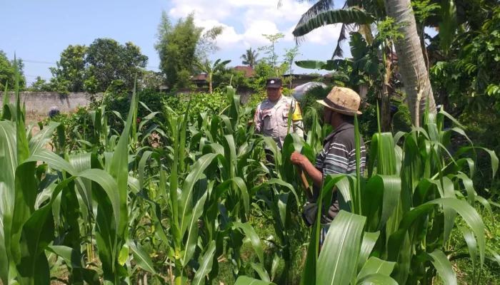 Bhabinkamtibmas Jagaraga Ajak Warga Optimalkan Lahan untuk Pangan Nasional
