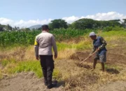 Lombok Barat, NTB – Dalam upaya konkret mendukung Program Ketahanan Pangan Nasional, Bhabinkamtibmas Desa Jagaraga, AIPTU I Gede Dodit, melaksanakan kunjungan dan dialog langsung dengan petani di Dusun Lamper. Kegiatan yang berlangsung pada hari Sabtu, 18 Oktober 2025, pukul 11.00 WITA hingga selesai, ini bertujuan mendorong pemanfaatan lahan produktif secara maksimal oleh warga binaan, baik untuk bercocok tanam maupun beternak atau perikanan. Inisiatif ini merupakan wujud nyata sinergi Polri dan masyarakat dalam menjaga ketersediaan pangan di tingkat lokal. Peran Aktif Polri dalam Mendukung Kemandirian Pangan Daerah Kunjungan Bhabinkamtibmas AIPTU I Gede Dodit di Dusun Lamper difokuskan kepada Bapak Ahmad, salah seorang petani setempat yang memiliki lahan produktif. Dalam pertemuan yang berlangsung hangat dan penuh kekeluargaan, AIPTU I Gede Dodit menyampaikan pentingnya peran aktif masyarakat, terutama para petani dan peternak, dalam menghadapi tantangan ketahanan pangan global. Ia mengajak warga untuk tidak hanya mengandalkan hasil panen utama, tetapi juga memanfaatkan pekarangan rumah atau lahan tidur untuk menanam komoditas pangan cepat panen seperti sayur-sayuran, sebagai bentuk diversifikasi dan cadangan pangan keluarga. Kapolsek Kuripan, Polres Lombok Barat, Polda NTB, Ipda I Wayan Eka Ariyana, S.H., menegaskan bahwa kegiatan ini adalah bagian dari instruksi pimpinan Polri untuk secara masif mengawal dan mendukung program pemerintah. "Peran Bhabinkamtibmas sangat strategis sebagai ujung tombak Polri di desa. Mereka tidak hanya menjaga kamtibmas, tetapi juga menjadi motivator dan penggerak ekonomi kerakyatan, khususnya di sektor pertanian. Kami terus mendorong anggota kami untuk terjun langsung, memastikan warga binaan teredukasi dan tergerak untuk memanfaatkan setiap jengkal lahan yang ada," ujar Ipda I Wayan Eka Ariyana, S.H. Menggali Potensi Lokal Melalui Pemanfaatan Lahan Produktif Inti dari kunjungan tersebut adalah memotivasi Bapak Ahmad dan warga lainnya agar lebih optimal dalam memanfaatkan lahan. AIPTU I Gede Dodit memberikan pemahaman bahwa ketahanan pangan dimulai dari tingkat rumah tangga dan desa. Dengan menanam sayur-sayuran di lahan milik sendiri, warga dapat mengurangi ketergantungan pada pasar, memastikan ketersediaan pangan yang sehat, sekaligus berpotensi meningkatkan pendapatan keluarga. "Saya berdialog dengan Bapak Ahmad, menjelaskan bahwa program ketahanan pangan ini bukan hanya tanggung jawab pemerintah semata, melainkan tanggung jawab kita bersama. Dengan memanfaatkan lahan seoptimal mungkin, kita tidak hanya menjamin ketersediaan pangan keluarga, tapi juga ikut berkontribusi pada ketahanan pangan nasional," kata AIPTU I Gede Dodit. Ia menambahkan, pihaknya siap membantu memfasilitasi komunikasi dengan instansi terkait jika warga membutuhkan bimbingan teknis lebih lanjut mengenai pertanian atau peternakan. Sambutan Positif Warga dan Komitmen Mendukung Program Pemerintah Sambutan dari Bapak Ahmad, petani yang menjadi sasaran kunjungan, menunjukkan antusiasme tinggi terhadap inisiatif ini. Bapak Ahmad menyatakan kesediaannya untuk mendukung program pemerintah dengan mulai menanam berbagai jenis sayur-sayuran di tanah miliknya yang terletak di Dusun Lamper, Desa Jagaraga. "Kami menyambut baik kunjungan dari Bapak Bhabinkamtibmas. Ini sangat memotivasi kami para petani. Kami siap mendukung program ketahanan pangan ini. Kebetulan kami punya lahan, dan arahan dari Bapak Dodit untuk menanam sayur-sayuran sangat masuk akal untuk cadangan pangan keluarga kami. Kami akan segera memulainya," tutur Bapak Ahmad dengan semangat. Hasil dari kegiatan ini tidak hanya terhenti pada komitmen menanam sayuran, tetapi juga berhasil menjalin dan memperkuat tali silaturahmi serta komunikasi yang baik antara Polri dan warga binaan. Komunikasi yang intensif dan berkelanjutan seperti ini sangat penting untuk memastikan program-program pemerintah dapat berjalan lancar dan tepat sasaran di tingkat desa. Secara keseluruhan, kegiatan Bhabinkamtibmas Desa Jagaraga AIPTU I Gede Dodit di Dusun Lamper ini berjalan lancar. Situasi di lokasi terpantau aman dan kondusif, mencerminkan sinergi yang harmonis antara aparat keamanan dan masyarakat. Upaya ini menjadi salah satu pilar penting dalam mewujudkan kemandirian pangan yang berkelanjutan di wilayah Kabupaten Lombok Barat, sekaligus mengukuhkan citra Polri sebagai pengayom dan mitra produktif bagi masyarakat. Keberhasilan ini diharapkan dapat menjadi contoh inspiratif bagi desa-desa lain untuk turut serta aktif dalam program penguatan ketahanan pangan nasional.