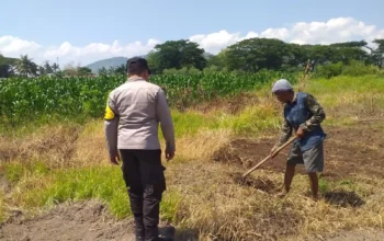 Lombok Barat, NTB – Dalam upaya konkret mendukung Program Ketahanan Pangan Nasional, Bhabinkamtibmas Desa Jagaraga, AIPTU I Gede Dodit, melaksanakan kunjungan dan dialog langsung dengan petani di Dusun Lamper. Kegiatan yang berlangsung pada hari Sabtu, 18 Oktober 2025, pukul 11.00 WITA hingga selesai, ini bertujuan mendorong pemanfaatan lahan produktif secara maksimal oleh warga binaan, baik untuk bercocok tanam maupun beternak atau perikanan. Inisiatif ini merupakan wujud nyata sinergi Polri dan masyarakat dalam menjaga ketersediaan pangan di tingkat lokal. Peran Aktif Polri dalam Mendukung Kemandirian Pangan Daerah Kunjungan Bhabinkamtibmas AIPTU I Gede Dodit di Dusun Lamper difokuskan kepada Bapak Ahmad, salah seorang petani setempat yang memiliki lahan produktif. Dalam pertemuan yang berlangsung hangat dan penuh kekeluargaan, AIPTU I Gede Dodit menyampaikan pentingnya peran aktif masyarakat, terutama para petani dan peternak, dalam menghadapi tantangan ketahanan pangan global. Ia mengajak warga untuk tidak hanya mengandalkan hasil panen utama, tetapi juga memanfaatkan pekarangan rumah atau lahan tidur untuk menanam komoditas pangan cepat panen seperti sayur-sayuran, sebagai bentuk diversifikasi dan cadangan pangan keluarga. Kapolsek Kuripan, Polres Lombok Barat, Polda NTB, Ipda I Wayan Eka Ariyana, S.H., menegaskan bahwa kegiatan ini adalah bagian dari instruksi pimpinan Polri untuk secara masif mengawal dan mendukung program pemerintah. "Peran Bhabinkamtibmas sangat strategis sebagai ujung tombak Polri di desa. Mereka tidak hanya menjaga kamtibmas, tetapi juga menjadi motivator dan penggerak ekonomi kerakyatan, khususnya di sektor pertanian. Kami terus mendorong anggota kami untuk terjun langsung, memastikan warga binaan teredukasi dan tergerak untuk memanfaatkan setiap jengkal lahan yang ada," ujar Ipda I Wayan Eka Ariyana, S.H. Menggali Potensi Lokal Melalui Pemanfaatan Lahan Produktif Inti dari kunjungan tersebut adalah memotivasi Bapak Ahmad dan warga lainnya agar lebih optimal dalam memanfaatkan lahan. AIPTU I Gede Dodit memberikan pemahaman bahwa ketahanan pangan dimulai dari tingkat rumah tangga dan desa. Dengan menanam sayur-sayuran di lahan milik sendiri, warga dapat mengurangi ketergantungan pada pasar, memastikan ketersediaan pangan yang sehat, sekaligus berpotensi meningkatkan pendapatan keluarga. "Saya berdialog dengan Bapak Ahmad, menjelaskan bahwa program ketahanan pangan ini bukan hanya tanggung jawab pemerintah semata, melainkan tanggung jawab kita bersama. Dengan memanfaatkan lahan seoptimal mungkin, kita tidak hanya menjamin ketersediaan pangan keluarga, tapi juga ikut berkontribusi pada ketahanan pangan nasional," kata AIPTU I Gede Dodit. Ia menambahkan, pihaknya siap membantu memfasilitasi komunikasi dengan instansi terkait jika warga membutuhkan bimbingan teknis lebih lanjut mengenai pertanian atau peternakan. Sambutan Positif Warga dan Komitmen Mendukung Program Pemerintah Sambutan dari Bapak Ahmad, petani yang menjadi sasaran kunjungan, menunjukkan antusiasme tinggi terhadap inisiatif ini. Bapak Ahmad menyatakan kesediaannya untuk mendukung program pemerintah dengan mulai menanam berbagai jenis sayur-sayuran di tanah miliknya yang terletak di Dusun Lamper, Desa Jagaraga. "Kami menyambut baik kunjungan dari Bapak Bhabinkamtibmas. Ini sangat memotivasi kami para petani. Kami siap mendukung program ketahanan pangan ini. Kebetulan kami punya lahan, dan arahan dari Bapak Dodit untuk menanam sayur-sayuran sangat masuk akal untuk cadangan pangan keluarga kami. Kami akan segera memulainya," tutur Bapak Ahmad dengan semangat. Hasil dari kegiatan ini tidak hanya terhenti pada komitmen menanam sayuran, tetapi juga berhasil menjalin dan memperkuat tali silaturahmi serta komunikasi yang baik antara Polri dan warga binaan. Komunikasi yang intensif dan berkelanjutan seperti ini sangat penting untuk memastikan program-program pemerintah dapat berjalan lancar dan tepat sasaran di tingkat desa. Secara keseluruhan, kegiatan Bhabinkamtibmas Desa Jagaraga AIPTU I Gede Dodit di Dusun Lamper ini berjalan lancar. Situasi di lokasi terpantau aman dan kondusif, mencerminkan sinergi yang harmonis antara aparat keamanan dan masyarakat. Upaya ini menjadi salah satu pilar penting dalam mewujudkan kemandirian pangan yang berkelanjutan di wilayah Kabupaten Lombok Barat, sekaligus mengukuhkan citra Polri sebagai pengayom dan mitra produktif bagi masyarakat. Keberhasilan ini diharapkan dapat menjadi contoh inspiratif bagi desa-desa lain untuk turut serta aktif dalam program penguatan ketahanan pangan nasional.