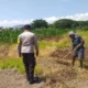 Petani Jagaraga Termotivasi, Lahan Tidur Disulap Jadi Sumber Pangan