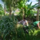 Petani Tambang Eleh Dukung Polri, Lahan Kosong Siap Ditanami Jagung