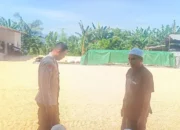Sinergi Polisi dan Petani Jaga Pasokan Jagung di Lombok Barat