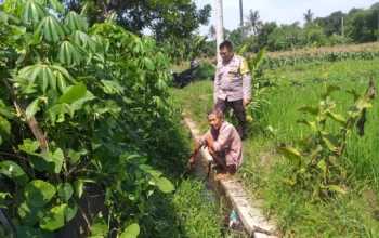 Petani Jagaraga Didorong Polri Tanam Padi dan Jagung untuk Pangan Lokal