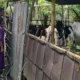 Dari Senggigi untuk Indonesia: Bhabinkamtibmas Gerakkan Warga Tanam Sayur di Pekarangan