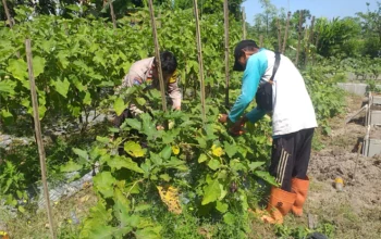Bhabinkamtibmas Ajak Warga Optimalkan Pekarangan untuk Ketahanan Pangan