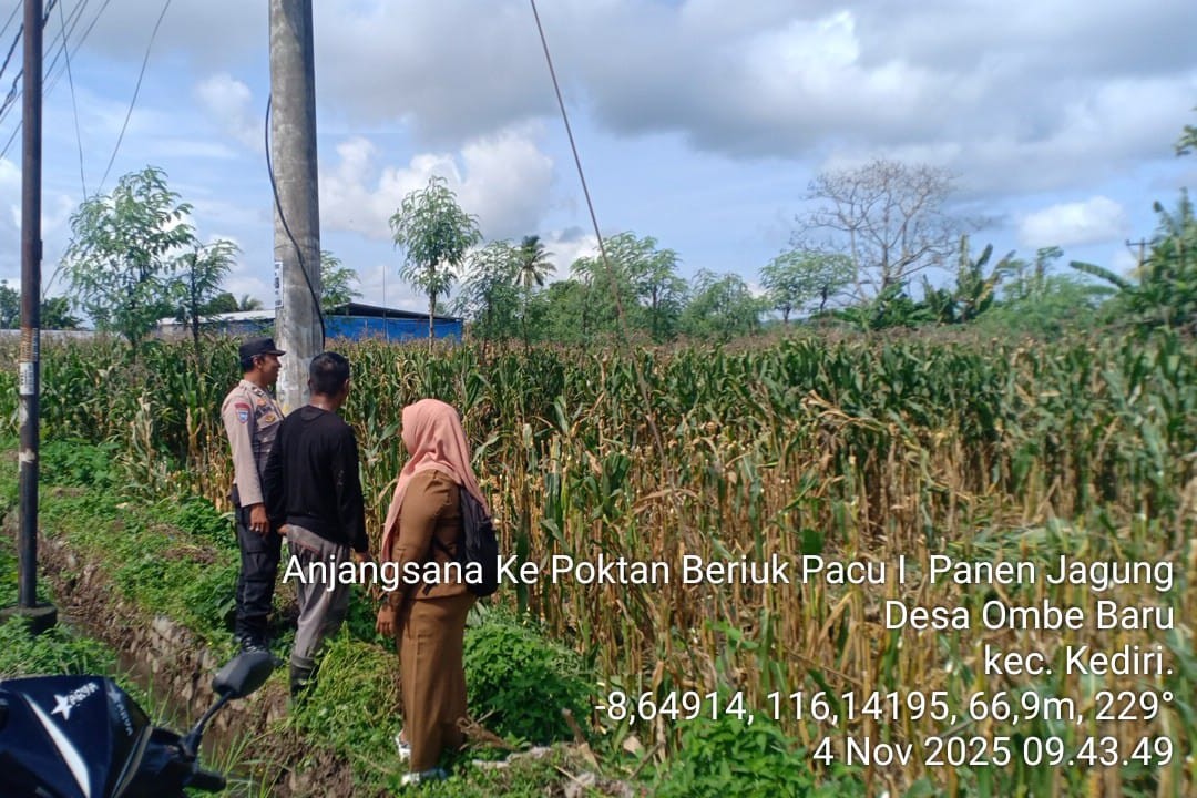 Bhabinkamtibmas Kediri Lobar dan PPL Tinjau Panen Jagung, Jaga Kestabilan Pangan Desa