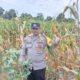 Bhabinkamtibmas Dampingi Petani Beleka Saat Panen Jagung P27, Ini Hasilnya
