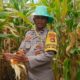 Sinergi Polri dan Petani: Panen Jagung Beleka Jadi Contoh Ketahanan Pangan Nasional