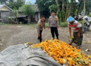 Polsek Labuapi Bantu Petani Amankan Harga Panen Jagung ke Bulog