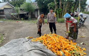 Petani Karang Bongkot Dapat Dukungan Polri untuk Jual Jagung ke Bulog