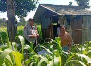 Gerakan Ketahanan Pangan: Polsek Labuapi Dorong Warga Manfaatkan Pekarangan Rumah