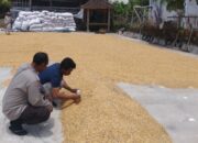 Polri Dampingi Bulog Cek Mutu 3 Ton Jagung Petani di Gerung Lombok Barat