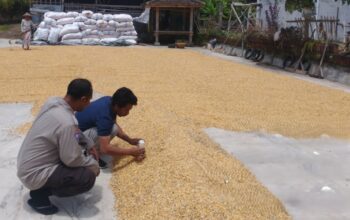 Polri Dampingi Bulog Cek Mutu 3 Ton Jagung Petani di Gerung Lombok Barat